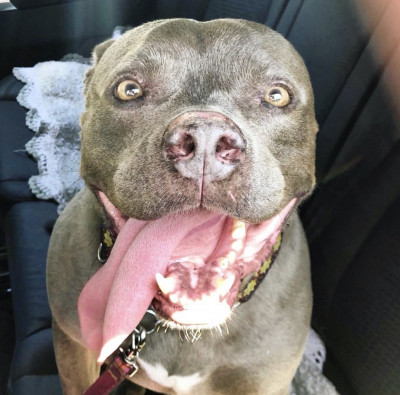 DogiKat - Pet Shelter and Rescue in San Francisco, California