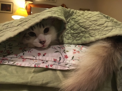 The Catherine Fund - Pet Shelter and Rescue in Los Angeles, California