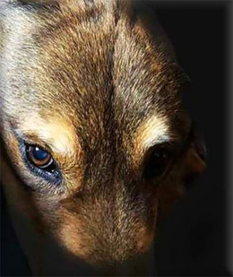 One Dog At A Time - Pet Shelter and Rescue in Orangevale, California