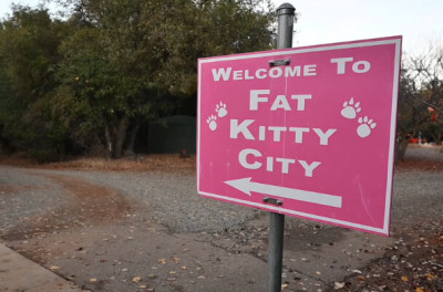 Fat Kitty City - Pet Shelter and Rescue in Folsom, California
