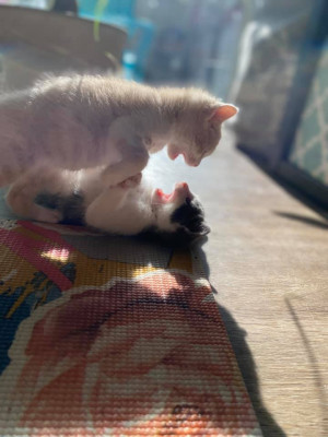 Yolo County Spay And Neuter Group - Pet Shelter and Rescue in Woodland, California