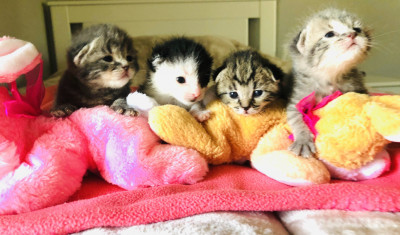 Furrever Cat And Kitten Rescue - Pet Shelter and Rescue in Campbell, California