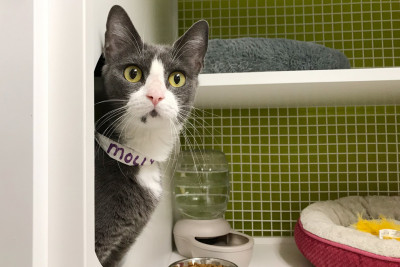 ASPCA LA Foster Cats And Kittens - Pet Shelter and Rescue in Los Angeles, California