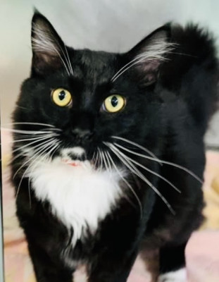 Animals In Need Rescue Network - Pet Shelter and Rescue