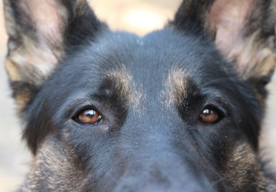 CalPaws K9 Rescue - Pet Shelter and Rescue in Pleasant Hill, California