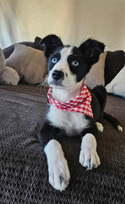 Karmic Rescue Without Borders - Pet Shelter and Rescue in Cupertino, California