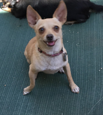 Kinder4Rescue - Pet Shelter and Rescue in Los Angeles, California