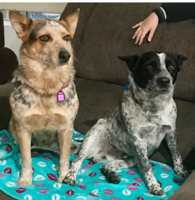 All Star Fur Pet - Pet Shelter and Rescue in Murrieta, California