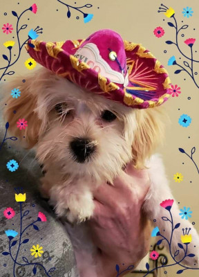 Sparky And The Gang - Pet Shelter and Rescue in Long Beach, California