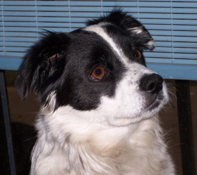 Bandit