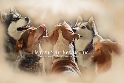 Heaven Sent Rescue, Inc. - Pet Shelter and Rescue in Herald, California