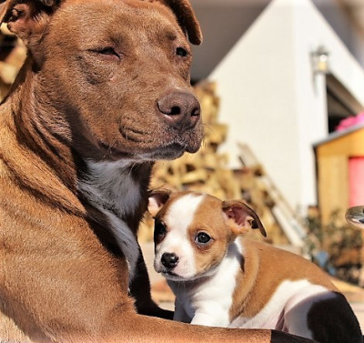 Denkai Animal Sanctuary - Pet Shelter and Rescue in Durango, Colorado