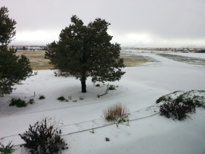 Great Pyrenees Rescue & Sanctuary - Pet Shelter and Rescue in Peyton, Colorado