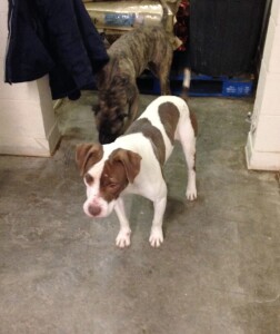 Lamar Animal Shelter - Pet Shelter and Rescue in Lamar, Colorado