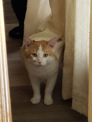 Focus On Ferals, Inc. - Pet Shelter and Rescue in Montville, Connecticut