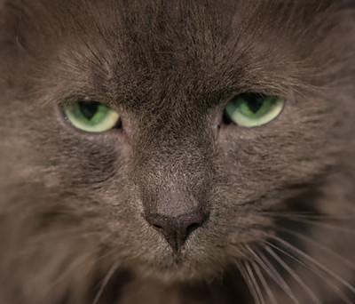 Paws For Life Animal Rescue - Pet Shelter and Rescue in Tolland, Connecticut