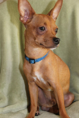 C Dog Run, Inc - Pet Shelter and Rescue in Crestview, Florida