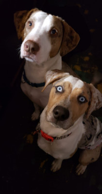 Barking Back - Pet Shelter and Rescue in Port Orange, Florida