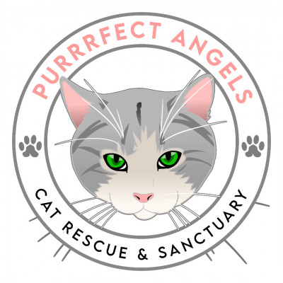 Purrrfect Angels Rescue Inc. - Pet Shelter and Rescue in Howey-in-the-Hills, Florida