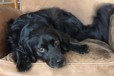 Find A Home Give A Home Pet Rescue - Pet Shelter and Rescue in Fort Myers Beach, Florida