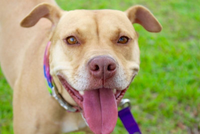 The Mylo Foundation - Pet Shelter and Rescue in Milton, Florida