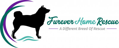 Furever Home Rescue, Inc - Pet Shelter and Rescue in Sarasota, Florida