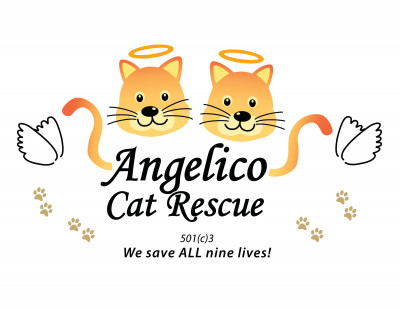 Angelico Cat Rescue, Inc. - Pet Shelter and Rescue in Sunrise, Florida