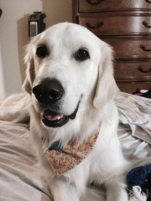 Pet Rescue & Adoption Center Inc. - Pet Shelter and Rescue in Boca Raton, Florida