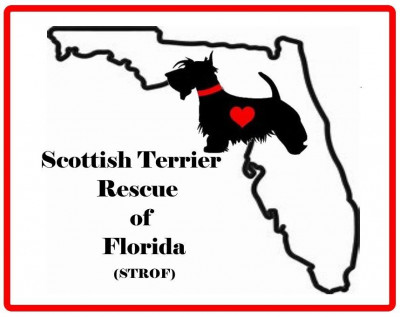 Scottish Terrier Rescue Of Florida - Pet Shelter and Rescue in Ruskin, Florida