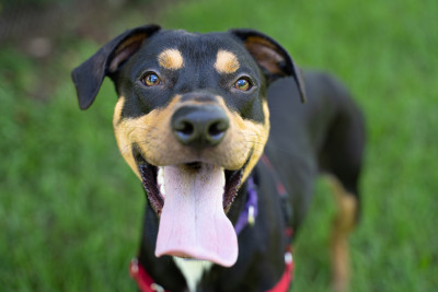 Humane Society Of Vero Beach And Indian River County - Pet Shelter and Rescue in Vero Beach, Florida