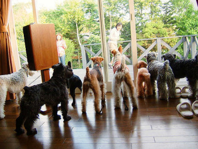 Schnauzer And Fox Terrier Rescue League - Pet Shelter and Rescue in Altamonte Springs, Florida