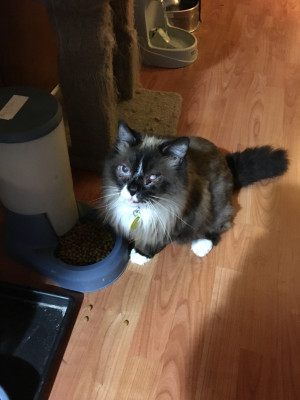 Ragdoll Rescue USA/International - Pet Shelter and Rescue in Groveland, Florida