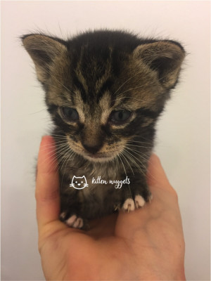 Kitten Nuggets - Pet Shelter and Rescue in New Smyrna Beach, Florida