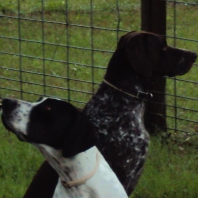 Florida Pointer Rescue - Pet Shelter and Rescue in New Smyrna Beach, Florida
