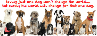 Field Of Dreams Animal Rescue - Pet Shelter and Rescue in Oviedo, Florida