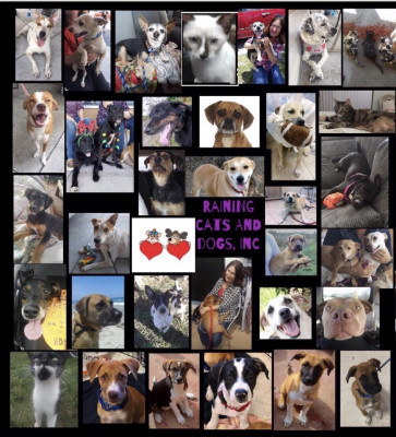 Raining Cats And Dogs - Pet Shelter and Rescue in Boca Raton, Florida