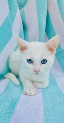 Hoffmeyer Animal Rescue - Pet Shelter and Rescue in Tavares, Florida