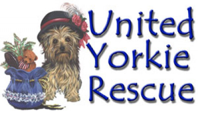 United Yorkie Rescue - Pet Shelter and Rescue