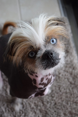 Naked Kisses Dog Rescue - Pet Shelter and Rescue in Lakewood Ranch, Florida