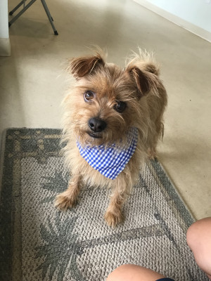 Humane Society Of Highlands County - Pet Shelter and Rescue in Sebring, Florida