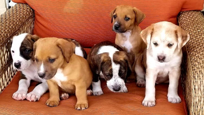 Florida Urgent Rescue Inc. - Pet Shelter and Rescue in Jacksonville, Florida