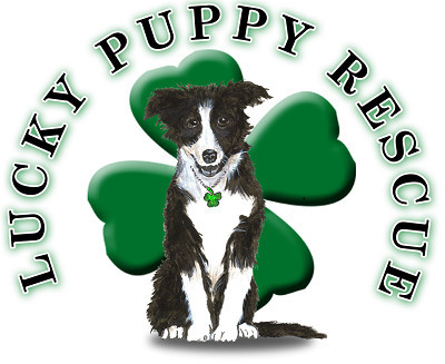 Lucky Puppy Dog Rescue & Kennel, Inc. - Pet Shelter and Rescue in Bonifay, Florida