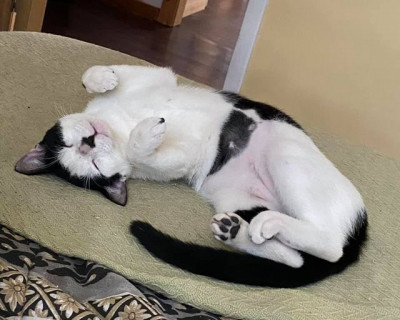 Duette Animal Rescue Team, Inc - Pet Shelter and Rescue in Duette, Florida