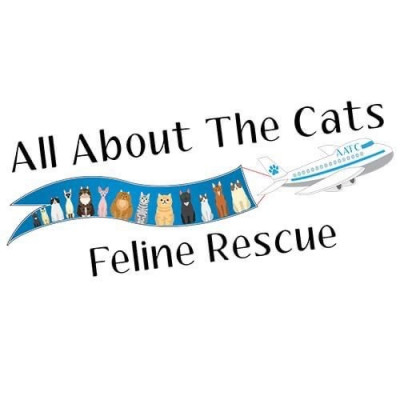 All About The Cats Rescue - Pet Shelter and Rescue in Boca Raton, Florida