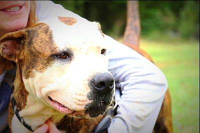 Monroe County Animal Services - Pet Shelter and Rescue in Forsyth, Georgia