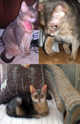 Atlanta Abyssinian Rescue - Pet Shelter and Rescue in Winder, Georgia