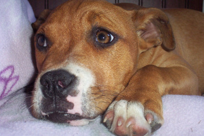 BARC Brantley Animal Rescue Coalition - Pet Shelter and Rescue in Nahunta, Georgia