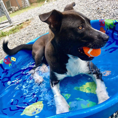 McIntosh County Animal Services - Pet Shelter and Rescue in Darien, Georgia