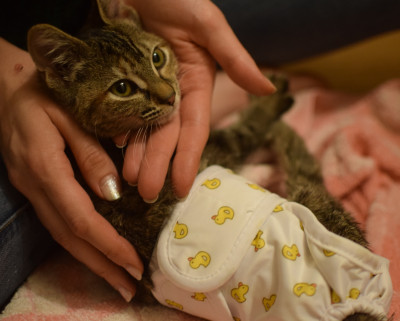 Furry Purrs Rescue, Inc. - Pet Shelter and Rescue in Ellijay, Georgia