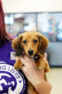 Animal Rescue League Of Iowa Inc. - Pet Shelter and Rescue in Des Moines, Iowa